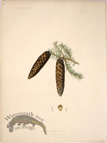 Lawson Pine Cone 13